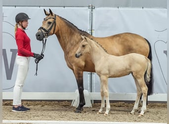 German Riding Pony, Mare, Foal (05/2024), Buckskin