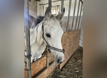 German Riding Pony, Mare, , Buckskin