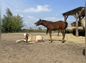 German Riding Pony, Mare, , Buckskin