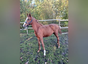 German Riding Pony, Mare, Foal (01/2026), Chestnut