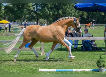 German Riding Pony, Mare, Foal (05/2026), Chestnut