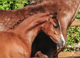 German Riding Pony, Mare, , Chestnut