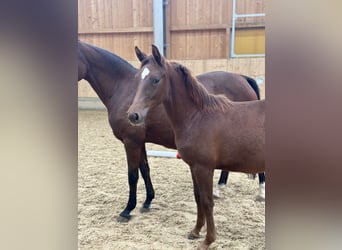 German Riding Pony, Mare, Foal (04/2023), Chestnut