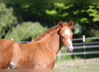 German Riding Pony, Mare, , Chestnut