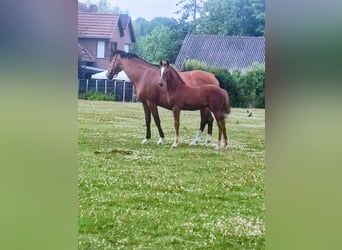 German Riding Pony, Mare, Foal (04/2025), Chestnut