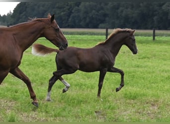 German Riding Pony, Mare, Foal (04/2023), Chestnut