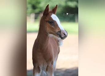 German Riding Pony, Mare, Foal (04/2025), Chestnut