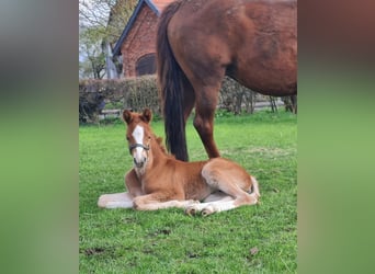 German Riding Pony, Mare, Foal (01/2024), Chestnut-Red