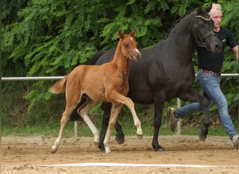 German Riding Pony, Mare, Foal (03/2024), Chestnut-Red