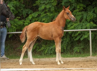 German Riding Pony, Mare, Foal (03/2024), Chestnut-Red