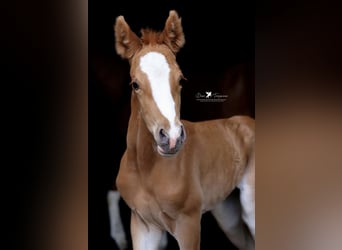 German Riding Pony, Mare, , Chestnut-Red