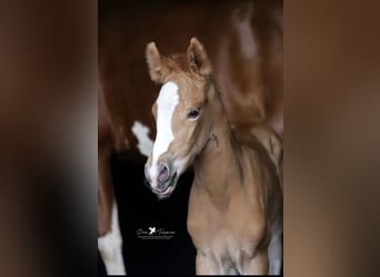German Riding Pony, Mare, , Chestnut-Red
