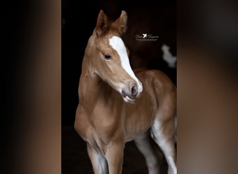 German Riding Pony, Mare, , Chestnut-Red