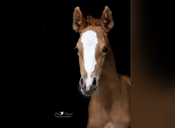 German Riding Pony, Mare, , Chestnut-Red