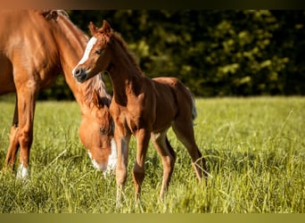 German Riding Pony, Mare, Foal (05/2025), Chestnut-Red