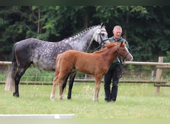 German Riding Pony, Mare, Foal (03/2025), Chestnut-Red