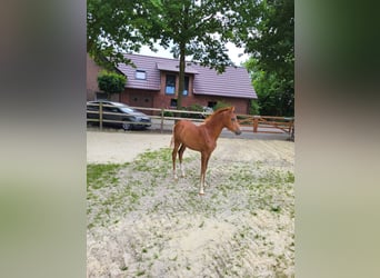 German Riding Pony, Mare, , Chestnut-Red