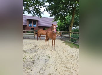 German Riding Pony, Mare, , Chestnut-Red
