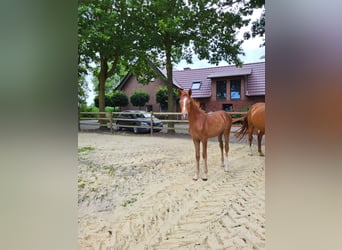 German Riding Pony, Mare, , Chestnut-Red