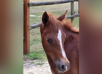 German Riding Pony, Mare, , Chestnut-Red