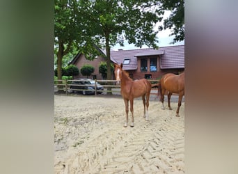 German Riding Pony, Mare, , Chestnut-Red