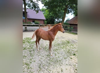 German Riding Pony, Mare, , Chestnut-Red