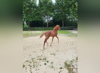 German Riding Pony, Mare, , Chestnut-Red
