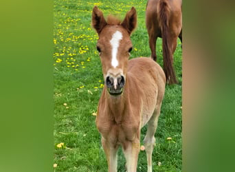 German Riding Pony, Mare, , Chestnut-Red