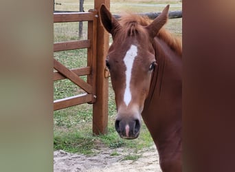 German Riding Pony, Mare, , Chestnut-Red