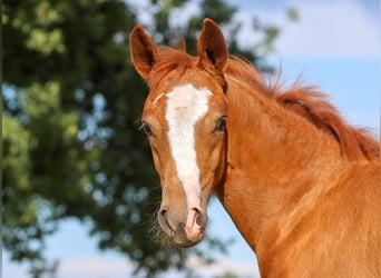 German Riding Pony, Mare, Foal (04/2024), Chestnut-Red