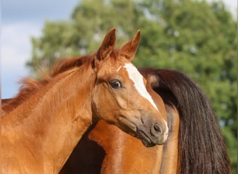 German Riding Pony, Mare, Foal (04/2024), Chestnut-Red