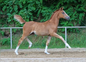 German Riding Pony, Mare, Foal (04/2024), Chestnut-Red