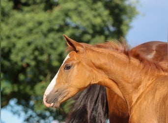 German Riding Pony, Mare, Foal (04/2024), Chestnut-Red