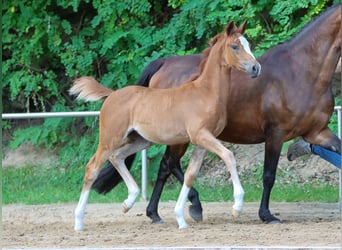 German Riding Pony, Mare, Foal (04/2024), Chestnut-Red