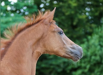 German Riding Pony, Mare, Foal (04/2024), Chestnut-Red