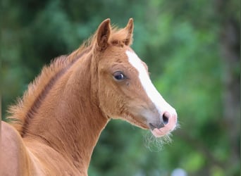 German Riding Pony, Mare, Foal (04/2024), Chestnut-Red
