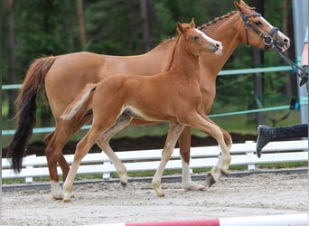 German Riding Pony, Mare, Foal (04/2024), Chestnut-Red