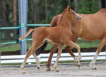 German Riding Pony, Mare, Foal (04/2024), Chestnut-Red