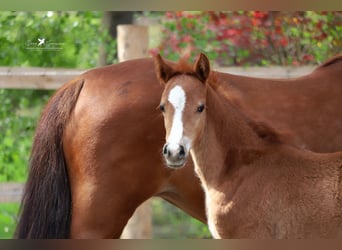 German Riding Pony, Mare, Foal (02/2024), Chestnut-Red