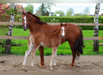 German Riding Pony, Mare, Foal (02/2024), Chestnut-Red