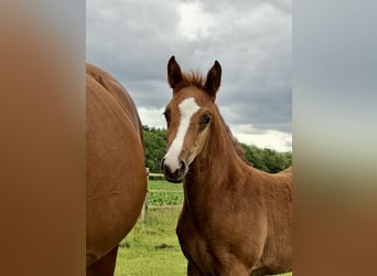 German Riding Pony, Mare, Foal (04/2026), Chestnut-Red