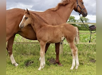 German Riding Pony, Mare, Foal (04/2026), Chestnut-Red
