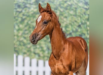 German Riding Pony, Mare, Foal (05/2026), Chestnut-Red
