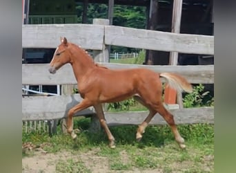 German Riding Pony, Mare, Foal (03/2024), Chestnut-Red