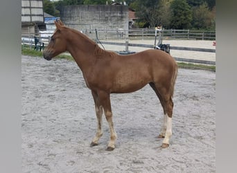 German Riding Pony, Mare, Foal (05/2025), Chestnut-Red German Riding Pony, Mare, Foal (05/2025), Chestnut-Red
