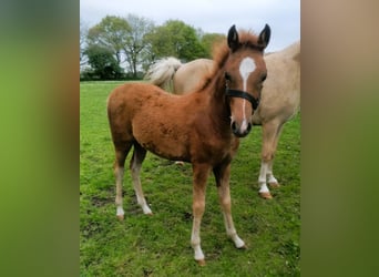German Riding Pony, Mare, Foal (01/2026), Chestnut-Red