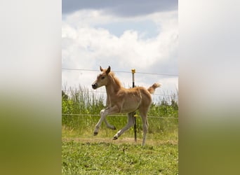 German Riding Pony Mix, Mare, , Chestnut-Red
