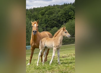 German Riding Pony Mix, Mare, , Chestnut-Red