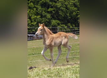 German Riding Pony Mix, Mare, , Chestnut-Red