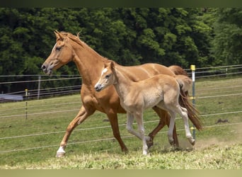 German Riding Pony Mix, Mare, , Chestnut-Red